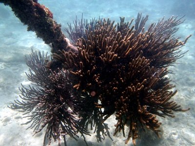 coral P7090114 R1.jpg