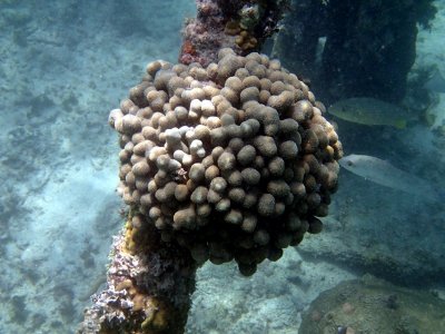 Coral P7090136 R1.jpg