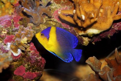 Venustus Angelfish (Paracentropyge venusta)| Fish Spotlight