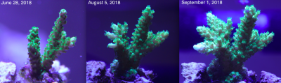 Coral Growth Sept 1.png