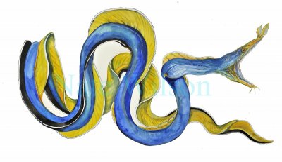 blue ribbon eel.jpg