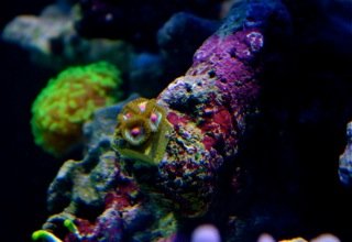 new zoas.jpg