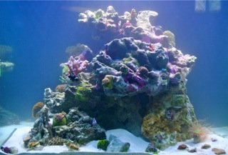 my 60 gallon cube