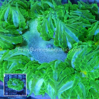 FishyBusinessAquatics.com (2).jpg