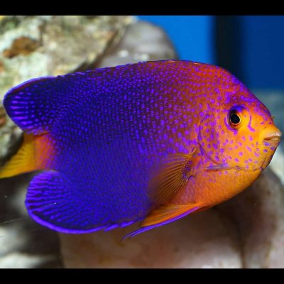 interruptus-angelfish-centropyge-interruptus-33.jpg
