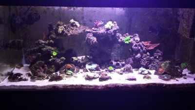 Un aquarium de 40L Aquascapé - Aqua News