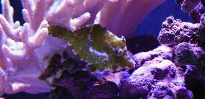 Green Shy Filefish.jpg