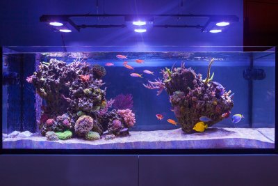 Advice to Those New to Reefkeeping From Our Elders