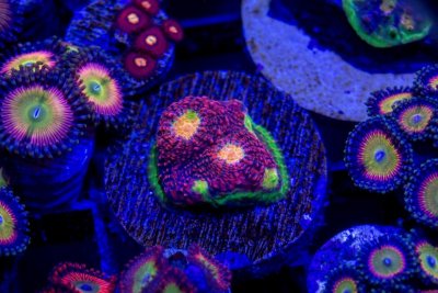 WWCMultiColorWatermelon2.jpg