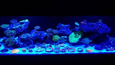IMG-20181120-WA0003.jpeg IMG-20181120-WA0003.jpeg