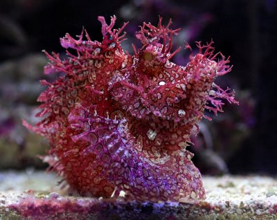 10 Saltwater Fish to Avoid for a Beginner Reef Aquarist