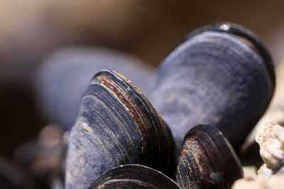mussels-419052_1920.jpg