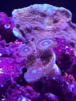 zoa?.jpg