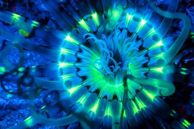 Neon sea creatures | REEF2REEF Saltwater and Reef Aquarium Forum