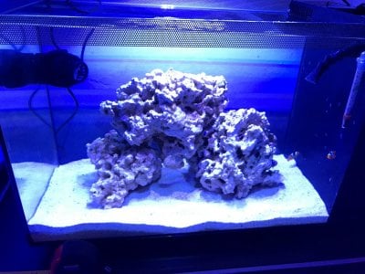 Anenome Recommendation for Nano Tank | REEF2REEF Saltwater and Reef ...