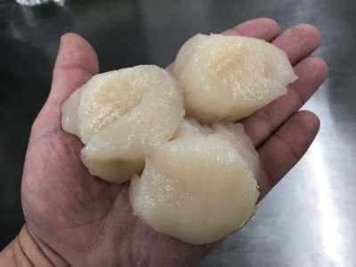 A Close Look at Reef Frenzy Foods