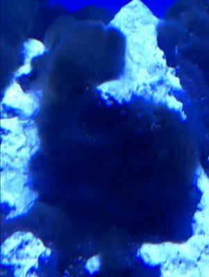 E7B8DD87-9EDE-4586-BB36-63EDB23BEA31.jpeg