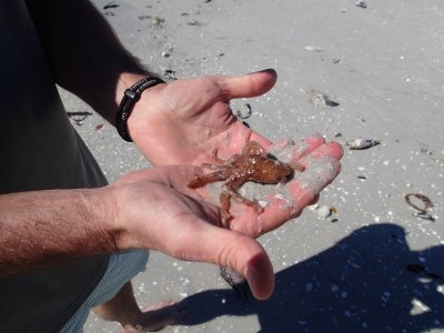 R2R3a an octopus found alive inside a pen shell on the beach.JPG