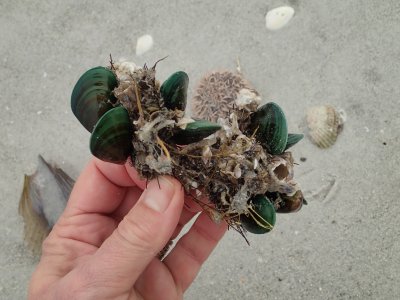 R2R3 invasive green clams from Asia.JPG