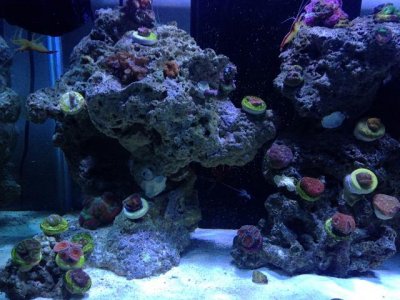 coral pic 1.jpg