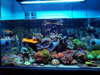 Size and Shape of Your Aquarium: Things to Consider