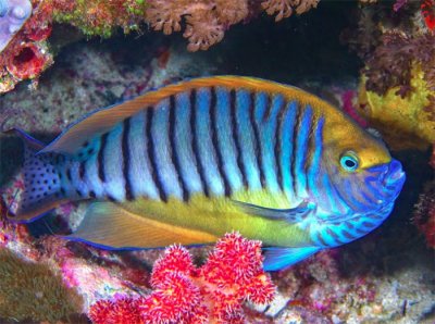 3-3-Reefs com Genicanthus semicinctus male  .jpg