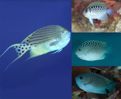 3-6-Reefs com - takeuchii.jpg