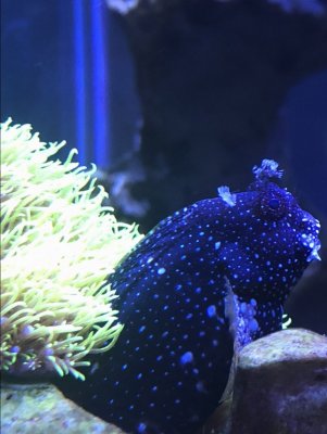 2AB5619F-0CA3-4628-A5C6-3DF617755F9E.jpeg