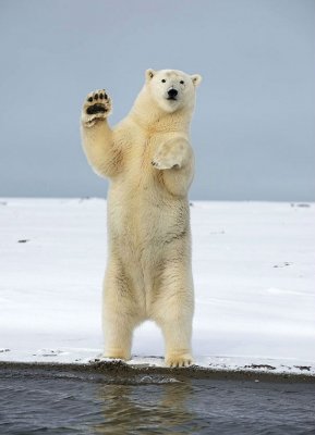 cute-animals-waving-hello-7.jpg