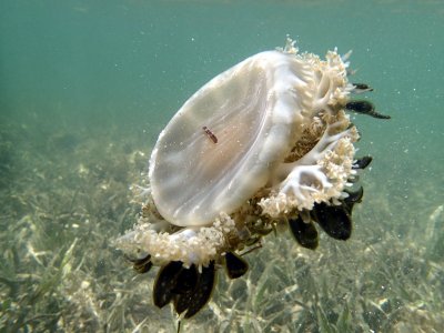 P6180386 R1 upside down jellyfish.jpg