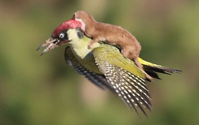 woodpecker-weasel-_3217739b.jpg