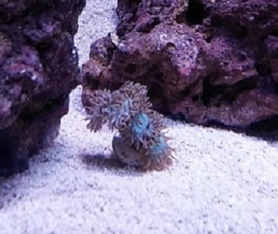 Coral photo app.jpg