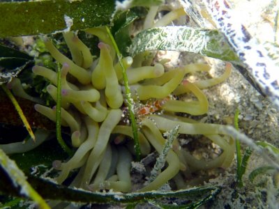 anemone shrimp in a condy P5240122 R1.jpg