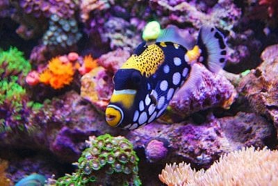 Tips for Getting the Most From the Reef2Reef Forum