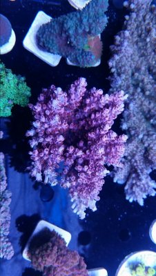 DSC_0104.JPG