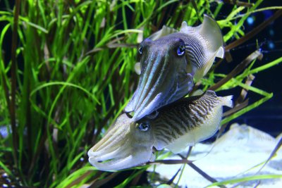A Tour of the Class, Cephalopoda