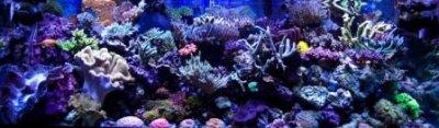 Dan-Rigles-Reef-Aquarium1.jpg