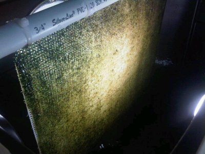 algae_screen.jpg