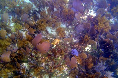 02 Corals about 10 feet down at the big reef..jpg