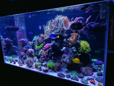 February 2019 R2R Reef of the Month - Sever10's 900-Liter Reef
