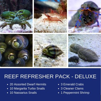 REEF REFRESHER.jpg