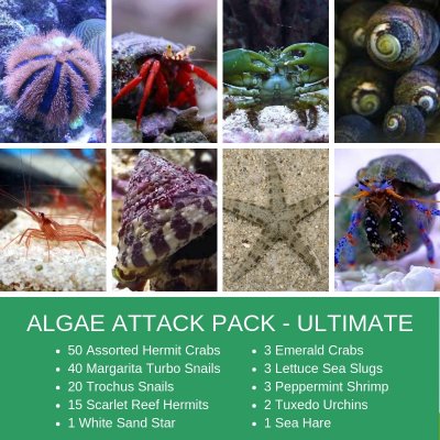ALGAE ATTACK.jpg