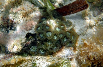 056 A nice close up of a zoa colony peaking out from under a queen conch shell..jpg