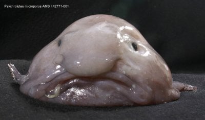 The Blobfish: The World's Ugliest Fish?