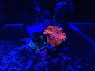 IMG_0339.jpg
