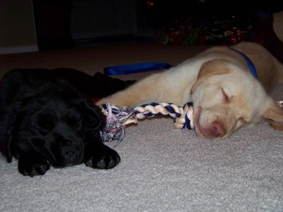 Fall 09 and Puppies 006.JPG