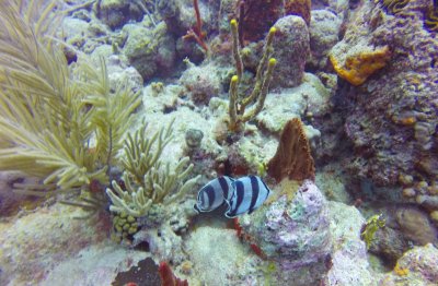 Banded Butterfly fish2 (1 of 1).jpg