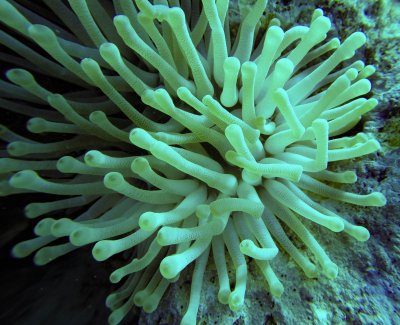 Long tentacled anemone (1 of 1).jpg