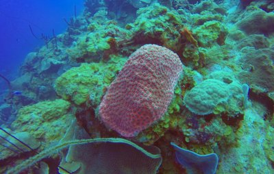 Unknown coral (1 of 1).jpg