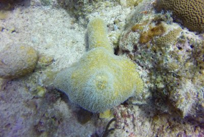 Unknown coral 2.jpg